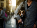Perro paseando por la ciudad dentro de un bolso