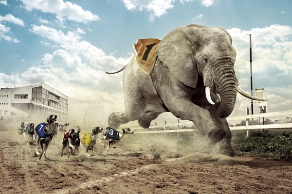 Elefante en una carrera de galgos