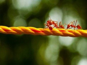 Hormigas rojas sobre una cuerda