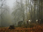 Caballos en un bosque con niebla