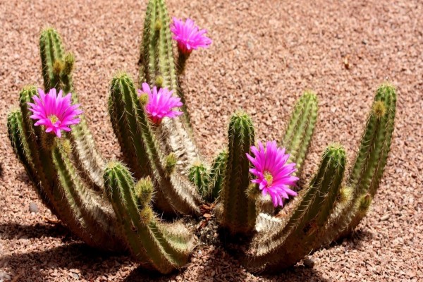 Cactus florecido