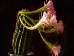 Flores creciendo en un cactus