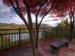 Banco con vistas al lago entre árboles de hoja roja