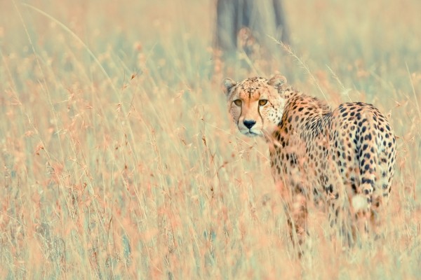 Un guepardo mirando con atención