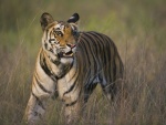 Un joven tigre intentando cazar