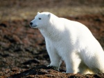 Un hermoso oso polar