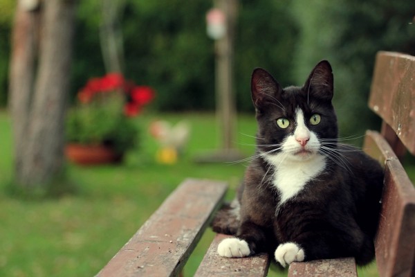 Gato sentado en un banco