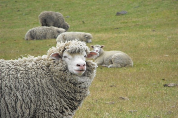 Ovejas con mucha lana