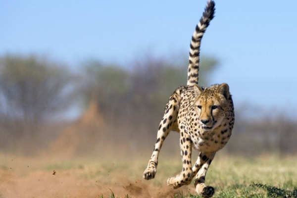 Un guepardo a la caza de su presa
