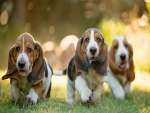 Tres perritos corriendo sobre la hierba verde