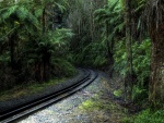 Vía de ferrocarril en la densa espesura de un bosque