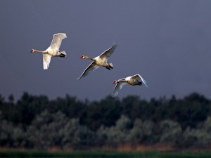 Tres cisnes volando