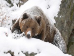 Un oso pardo en la nieve