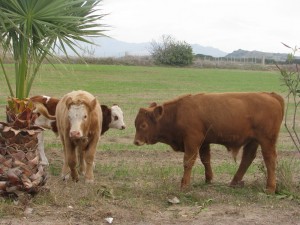 Postal: Tres vacas en un prado