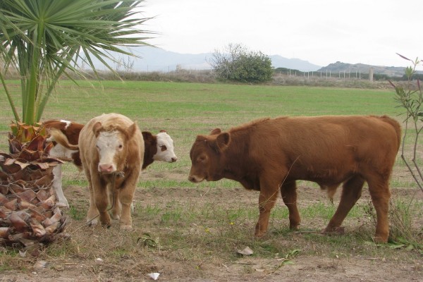 Tres vacas en un prado
