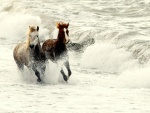 Dos caballos corriendo entre las olas del mar