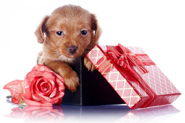 Cachorro en una caja de regalo