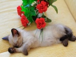Gatito dormido junto a unas flores