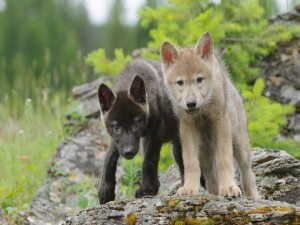 Dos jóvenes lobos
