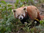 Un pequeño y adorable panda rojo