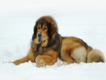 Un gran perro tumbado sobre la nieve