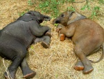 Dos pequeños elefantes tumbados sobre la paja