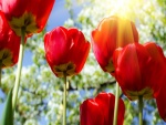 Tulipanes rojos iluminados por el sol