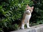 Un bonito gato doméstico entre las plantas