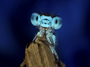 Los ojos de una libélula