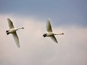 Dos cisnes volando