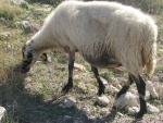 Una oveja pastando