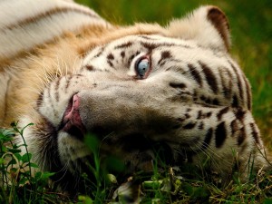 Postal: Tigre tumbado en la hierba