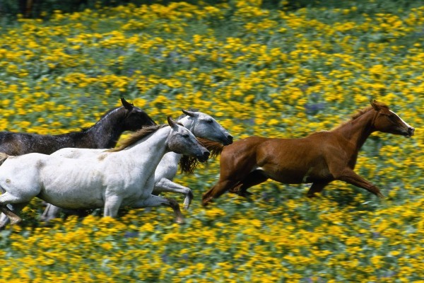 Caballos corriendo por un campo con flores amarillas