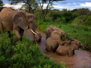 Postal: Jóvenes elefantes jugando en el río