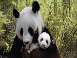 Osa panda aseando a su pequeño