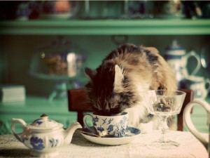 Postal: Gato bebiendo té