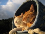 Gatos en una canasta tomando el sol