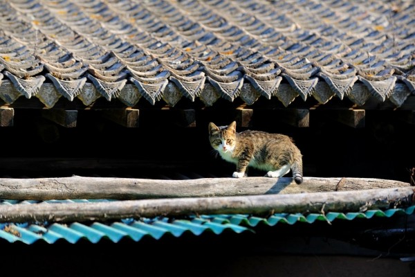 Gato en un tejado
