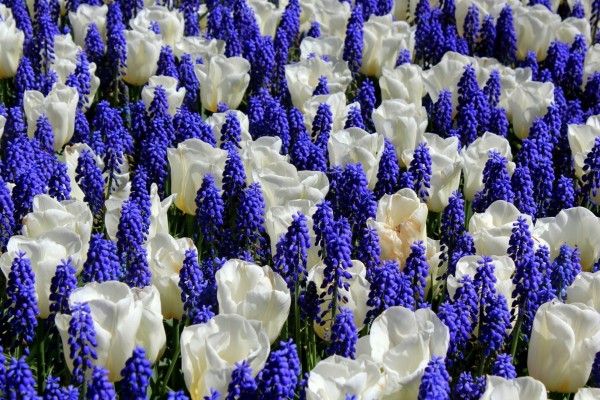Tulipanes blancos entre jacintos color púrpura