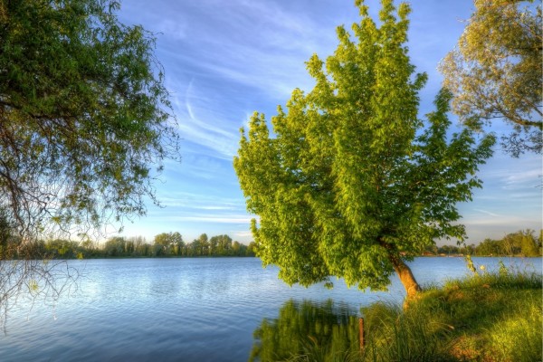 Árbol inclinado hacia el lago