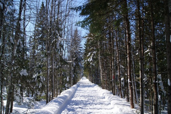 Camino cubierto de nieve junto a unos árboles