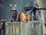 Gatitos callejeros sobre una valla de madera