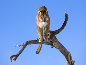 Postal: Un puma en lo alto de un tronco