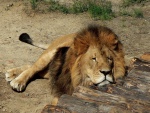 Un león dormido