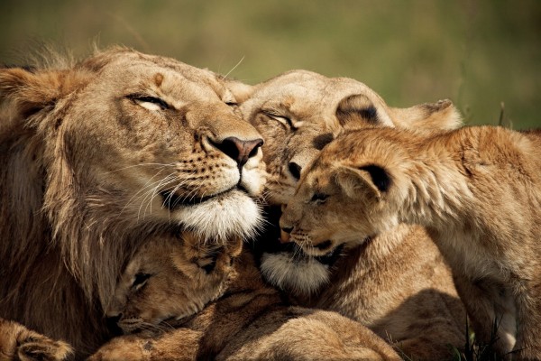 Una amorosa familia de leones