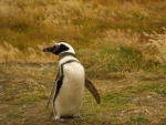 Un pingüino sobre la hierba
