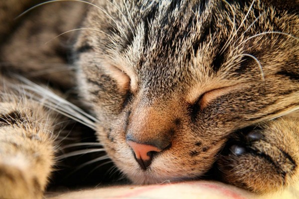 La cara de un gato dormido