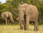 Dos elefantes africanos