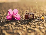 Flores junto a una pequeña cámara de fotos