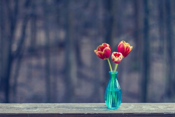 Tres tulipanes en un violetero azul